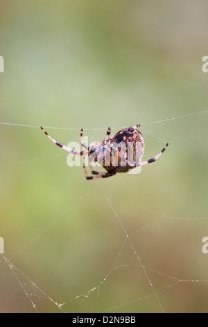 Fen marmorierte Orb Web Spider Araneus Marmoreus Erwachsenfrau im web Stockfoto