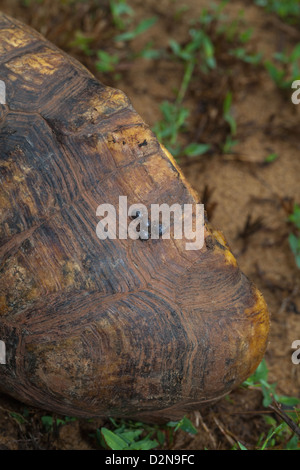 Äußere Parasiten Carapax zwischen Scutes auf einem südamerikanischen gelbe leichtfüßig Schildkröte Chelonoides Verbreitungsgebiet befestigt Zecken Stockfoto