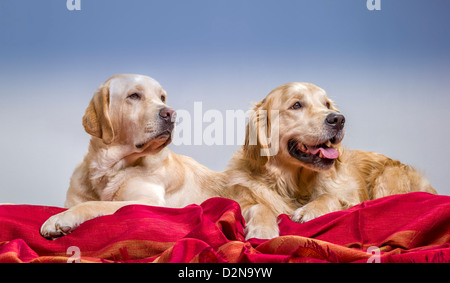 Porträt eines Golden Retriever und gelbe Labrador Retriever liegend. Junge Hunde in der Ausbildung. Stockfoto