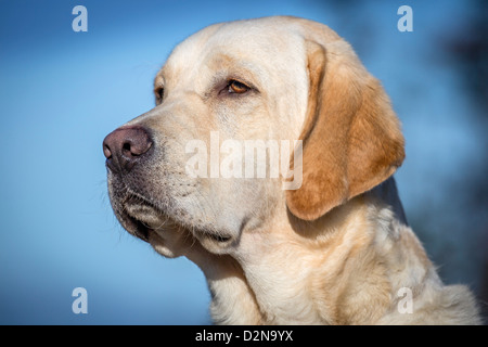 Porträt des gelben Labrador Retriever. Männliche Führhund für blinde Stockfoto