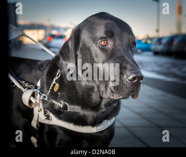 Schwarze Labrador Retriever mit führenden blinder Kragen. Stockfoto