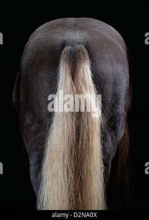 Porträt des isländischen Pferdes, Island Stockfoto