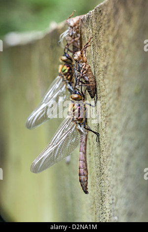 Ein paar der aufstrebenden Downy Emerald Libellen Klammern sich an ihre Exuvia ist als Abschluss ihrer Reifung. Stockfoto