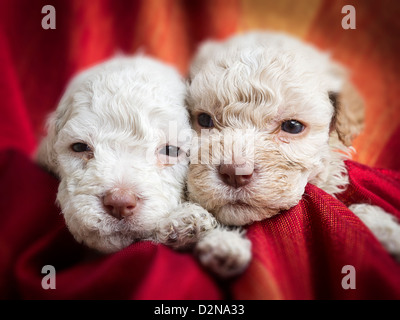 Lagotto Romagnolo Welpen Stockfoto