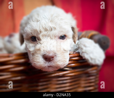 Lagotto Romagnolo Welpen im Korb. Stockfoto