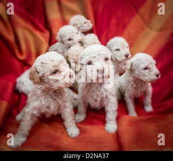 Lagotto Romagnolo Welpen. Stockfoto