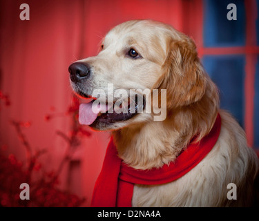 Porträt des jungen Golden Retriever. Männliche Führhund für blinde tragen einen roten Schal, Weihnachtszeit. Stockfoto