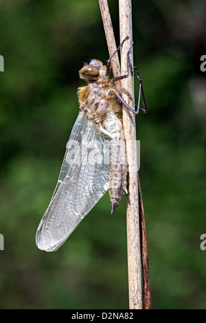 Eine frisch geschlüpfte Downy Emerald Libelle sitzt auf einer alten Reed, seinen Körper und Flügel zu erweitern und vor der Einnahme ihren Erstflug Härten Stockfoto