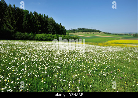 Margeriten (Leucanthemum Vulgare) Blumenwiese Im Sommer • Ries, Bayern, Deutschland Stockfoto