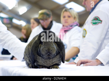 Kaninchen bei einer kleinen Haustier-show Stockfoto