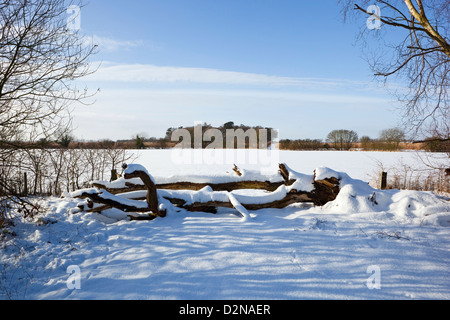 Schneebedeckte Felder und umgestürzten Bäumen in einer Winterlandschaft unter blauem Himmel Stockfoto