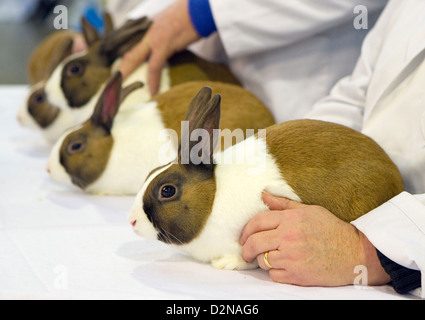 Kaninchen, bei einer Show beurteilt Stockfoto