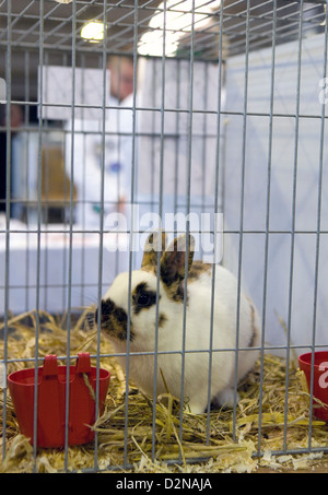 Kaninchen bei einer kleinen Haustier-Show im Käfig Stockfoto