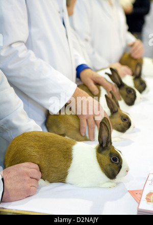 Kaninchen bei einer kleinen Haustier-show Stockfoto