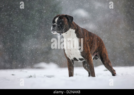 Boxer-Hund im Schnee im Wald bei Schneefall im winter Stockfoto