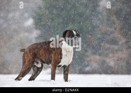 Boxer-Hund im Schnee im Wald bei Schneefall im winter Stockfoto