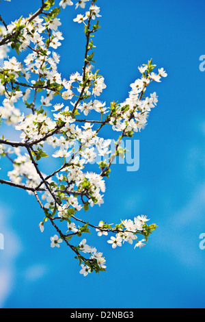 Pflaumeblumen (Prunus) Stockfoto