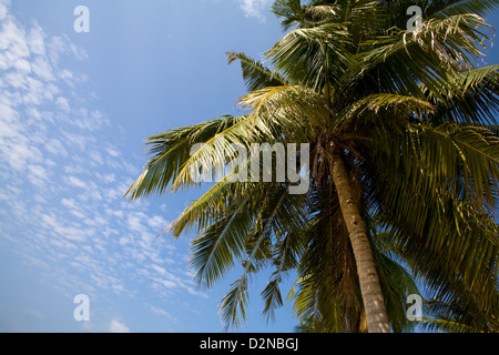 Eine Kokospalme gegen blauen Himmel am Haad Sohn Beach, Koh Phangan, Thailand Stockfoto