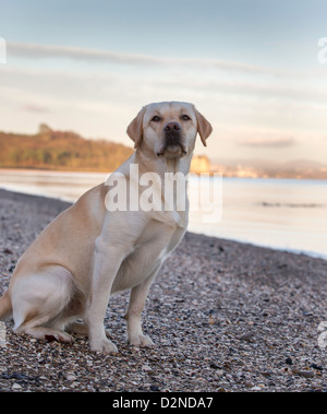 Labrador Jagdhund/Hund, gelb/Golden in der Farbe, sitzt an einem Strand an einem kalten Wintermorgen mit einem Sonnenaufgang Himmel im Hintergrund, Stockfoto