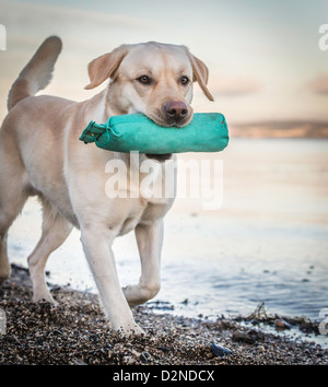 Labrador Jagdhund/Hund, gelb/Golden in der Farbe am Strand zu Fuß mit einem dummy grün. Sehr hohe Schlagzähigkeit Bild mit fantastischen Sonnenaufgang Stockfoto