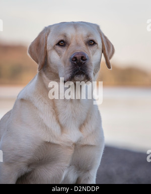 Labrador Jagdhund/Hund, gelb/Golden in der Farbe, sitzt an einem Strand an einem kalten Wintermorgen mit einem Sonnenaufgang Himmel im Hintergrund Stockfoto