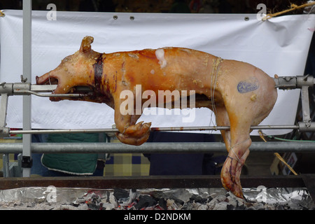 Ein junger Spanferkel über glühende Kohlen zu einem BBQ am rotierenden Spieß geröstet Stockfoto