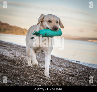 Labrador Jagdhund/Hund, gelb/Golden in der Farbe am Strand zu Fuß mit einem dummy grün. Sehr hohe Schlagzähigkeit Bild mit fantastischen Sonnenaufgang Stockfoto