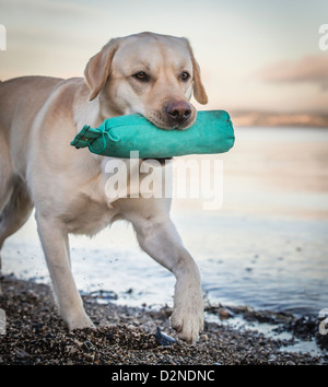 Labrador Jagdhund/Hund, gelb/Golden in der Farbe am Strand zu Fuß mit einem dummy grün. Sehr hohe Schlagzähigkeit Bild mit fantastischen Sonnenaufgang Stockfoto