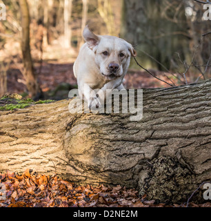 Labrador Jagdhund, gelb/Golden in Farbe springen über ein Protokoll im Wald Stockfoto