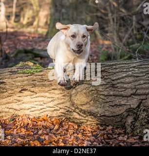 Labrador Jagdhund, gelb/Golden in Farbe springen über ein Protokoll im Wald Stockfoto