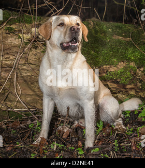 Labrador Jagdhund, gelb/Golden in der Farbe, Porträt, sitzen in Holz vor umgestürzten Baum Stockfoto