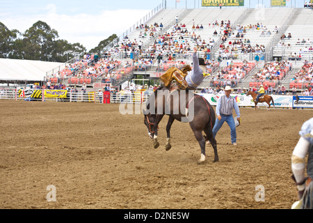 Ein Cowboy reitet auf ein unruhiges Wildpferd im Salinas Rodeo bareback Stockfoto