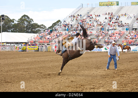 Ein Cowboy reitet auf ein unruhiges Wildpferd im Salinas Rodeo bareback Stockfoto