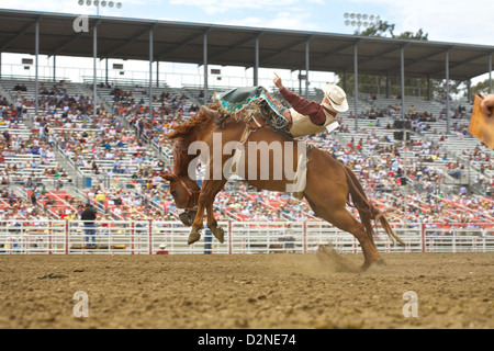 Ein Cowboy reitet auf ein unruhiges Wildpferd im Salinas Rodeo bareback Stockfoto