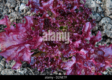 Nahaufnahme von selbst angebautem Lollo Rosso Salat Salat wächst im Garten Stockfoto