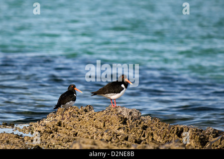 Paar von Austernfischer auf Felsen vom Meer an der Küste auf Balnakeil Bay in der Nähe von Faraid Kopf, Sutherland, Nord-Schottland Stockfoto