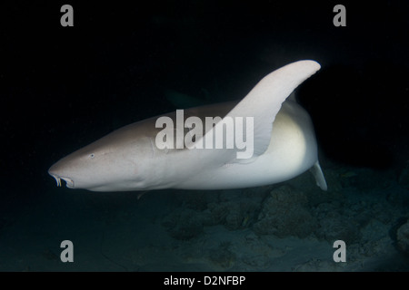 Ein 3-Meter-Ammenhai (Nebrius Concolor) mir nachschauen, während ein Nachttauchgang, Vaavu Atoll, Malediven Stockfoto