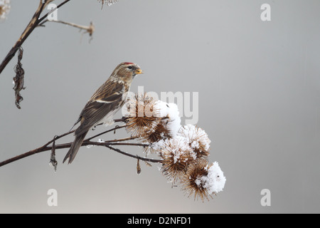 Geringerem Redpoll, Zuchtjahr Kabarett, einziger Vogel auf Klette im Schnee, Warwickshire, Januar 2013 Stockfoto