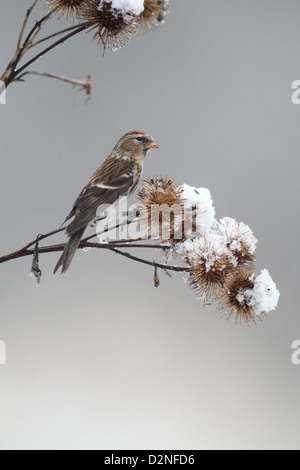 Geringerem Redpoll, Zuchtjahr Kabarett, einziger Vogel auf Klette im Schnee, Warwickshire, Januar 2013 Stockfoto