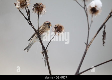 Geringerem Redpoll, Zuchtjahr Kabarett, einziger Vogel auf Klette im Schnee, Warwickshire, Januar 2013 Stockfoto