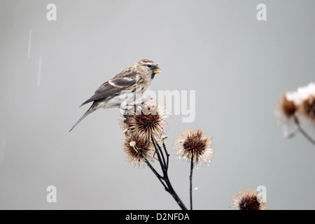 Geringerem Redpoll, Zuchtjahr Kabarett, einziger Vogel auf Klette im Schnee, Warwickshire, Januar 2013 Stockfoto