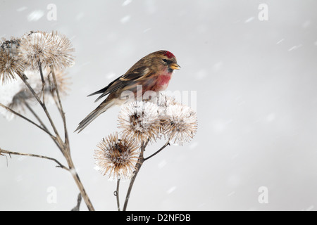 Geringerem Redpoll, Zuchtjahr Kabarett, einziger Vogel auf Klette im Schnee, Warwickshire, Januar 2013 Stockfoto