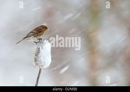 Geringerem Redpoll, Zuchtjahr Kabarett, einziger Vogel auf Karde im Schnee, Warwickshire, Januar 2013 Stockfoto