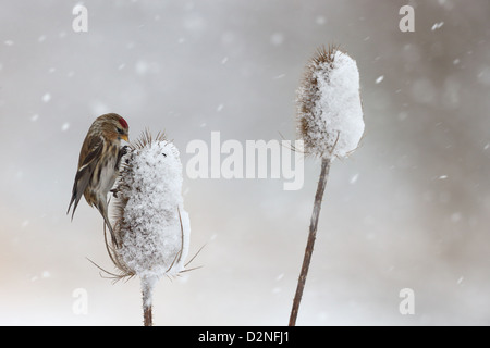 Geringerem Redpoll, Zuchtjahr Kabarett, einziger Vogel auf Karde im Schnee, Warwickshire, Januar 2013 Stockfoto