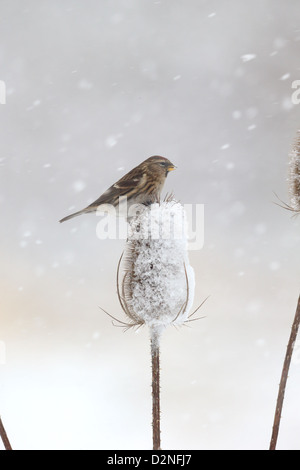 Geringerem Redpoll, Zuchtjahr Kabarett, einziger Vogel auf Karde im Schnee, Warwickshire, Januar 2013 Stockfoto