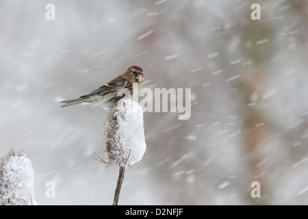 Geringerem Redpoll, Zuchtjahr Kabarett, einziger Vogel auf Karde im Schnee, Warwickshire, Januar 2013 Stockfoto