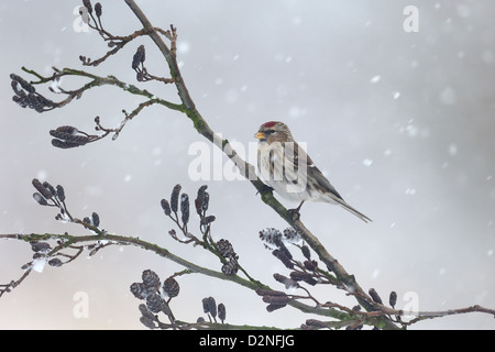 Geringerem Redpoll, Zuchtjahr Kabarett, einziger Vogel auf Erle im Schnee, Warwickshire, Januar 2013 Stockfoto
