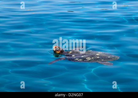 Unechte Karettschildkröte (Caretta Carreta) im Meer in Laganas Resort, Südinsel Zakynthos, Zakynthos, Griechenland, Europa. Stockfoto