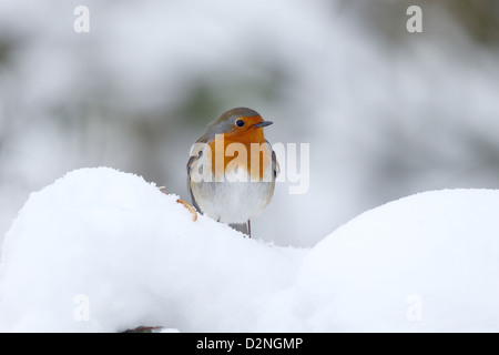 Robin, Erithacus Rubecula, einzelne Vogel im Schnee, Warwickshire, Januar 2013 Stockfoto