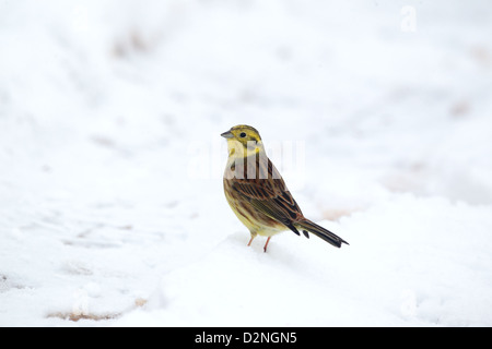 Goldammer, Emberiza Citrinella, einzelnes Männchen im Schnee, Warwickshire, Januar 2013 Stockfoto